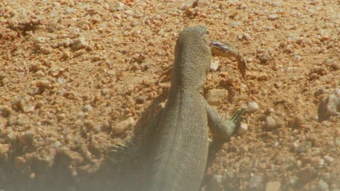 Iguana is try to swallow a frog Stock Footage 234318792