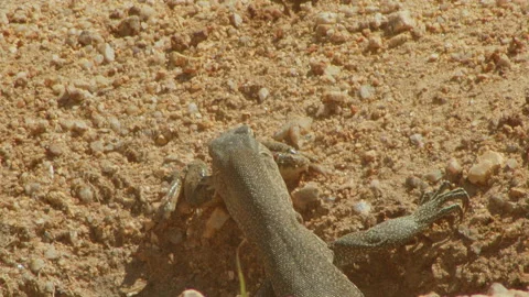 Iguana is try to swallow a frog very hardly Stock Footage 234320598