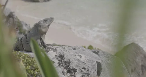 Iguana in Tulum Ruins focus pull 스톡 동영상 240742549