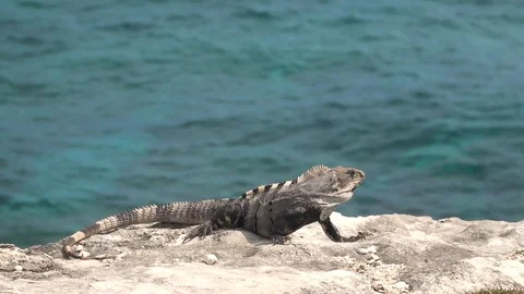 Iguana turns his head on the background of the Caribbean sea Stock Footage