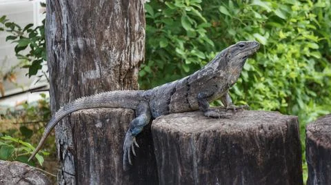 Iguana on two tree trunks Stock Photos