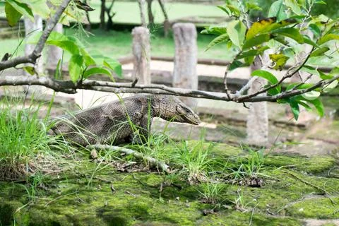Iguana under tree Stock Photos