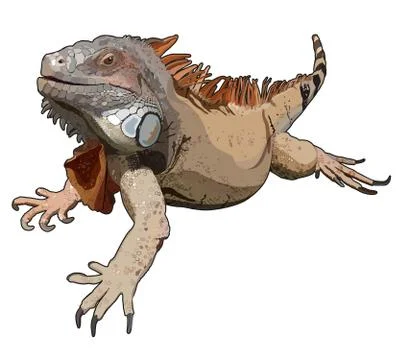 Iguana in vector Stock Illustration