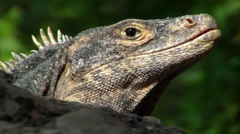 Iguana very close Video stock 8838831
