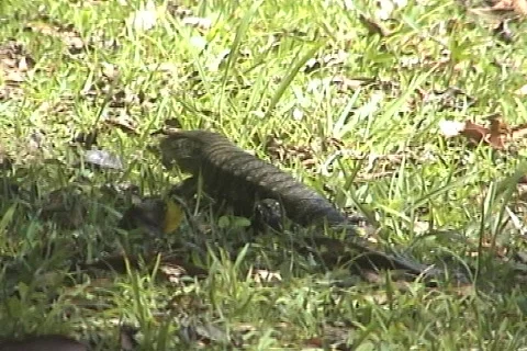 Iguana waddling through the grass Stock-Footage 116649