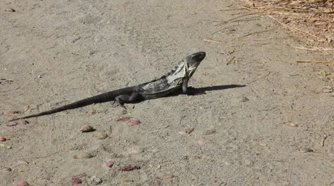Iguana walking away Stock Footage 1066676