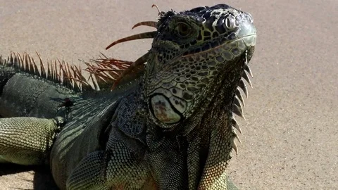 Iguana walking on the beach Stock Footage 78491737