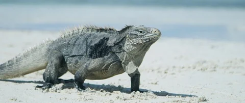 Iguana walking on the beach Stock-Footage 102195271