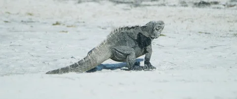 Iguana walking on the beach Stock-Footage 102196697