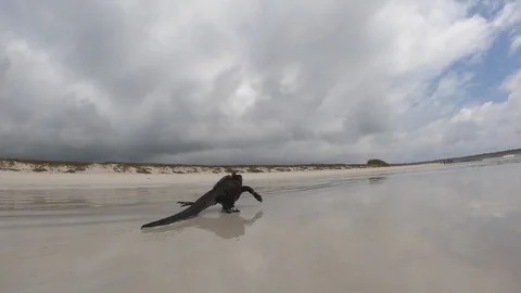 Iguana walking on empty beach Video stock 107884976