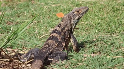 Iguana walking Stock Footage 27644094