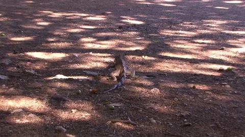 Iguana Walking Stock Footage 44359313