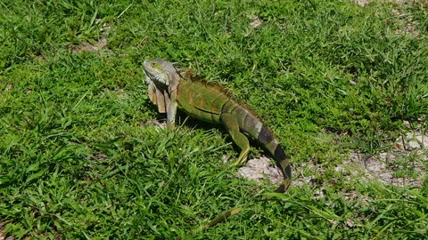 Iguana walking in the garden Stock Footage 253823769
