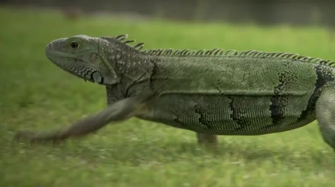 Iguana walking on grass Stock Footage 61085123