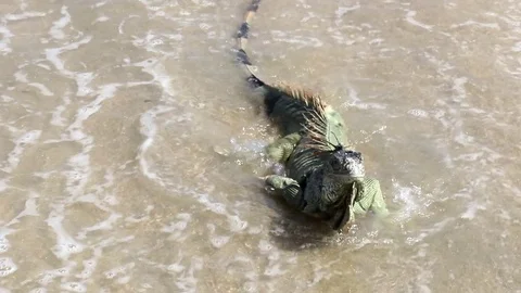 Iguana walking out of sea Stock Footage 78491763