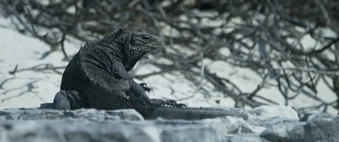 Iguana walking on the rock Stock-Footage 102201867