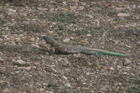 Iguana walking through the dessert NTSC Stock Footage 324618