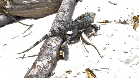 Iguana Walking On Tree On Sandy Beach 2 [Slow Motion] Stock Footage 88961276