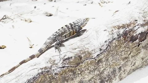 Iguana Walking On Tree On Sandy Beach [Slow Motion] Stock Footage 88961280