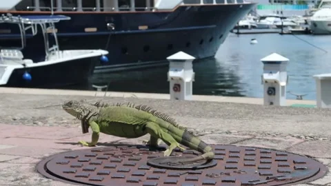Iguana walks on floor 動画素材 218972876