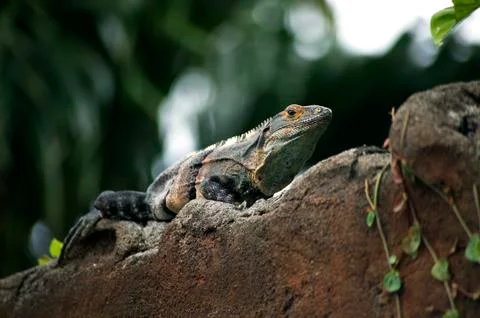 Iguana on a wall Stock Photos