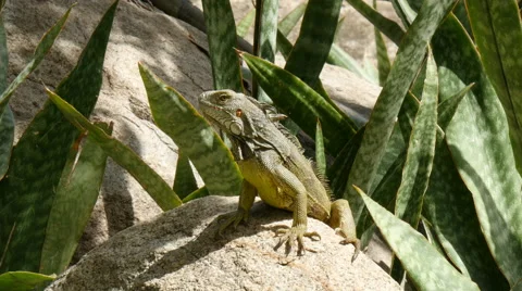 Iguana warming up in the sun 4K UHD Stock Footage 63771674