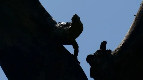 Iguana warning Stock Footage 126726276