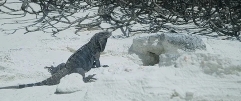 Iguana on white sand at beach Stock-Footage 102199411