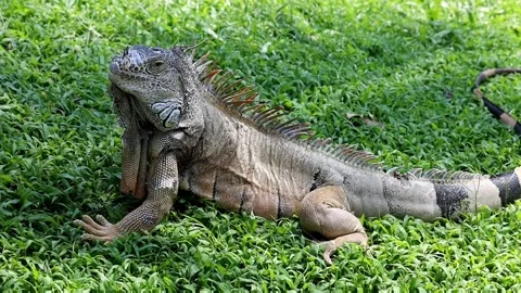 Iguana in the wild, endangered species Stock Footage 249686924