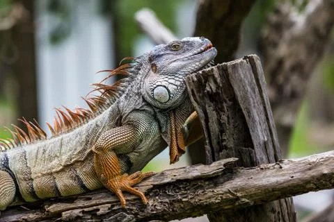 Iguana on the wood log Stock Photos