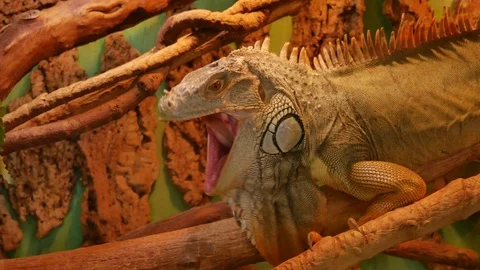 Iguana yawns while sitting on a branch 스톡 동영상 125364964