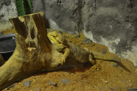 Iguana yellow. Stock Photos