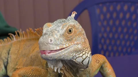 Iguana in zoo of Samara Stock Footage 59984625