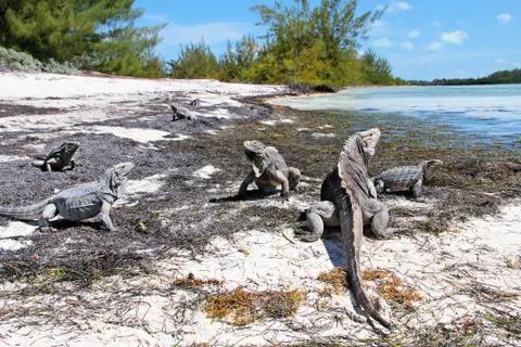 Iguanas 5 Stock Photos