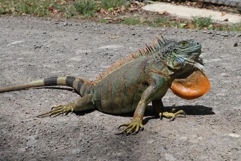 Iguanas 7 Stock Photos