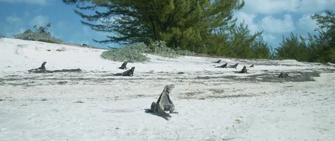 Iguanas on the beach Stock-Footage 102196470