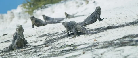Iguanas on the beach Stock-Footage 102202377
