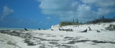 Iguanas on the beach Stock-Footage 102202614