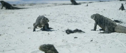 Iguanas on the beach Stock-Footage 102202917