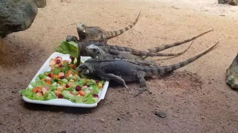 Iguanas in Brazil Stock Footage 220275246