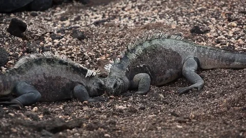 Iguanas butt heads Stock Footage 111230008