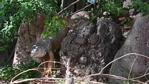 Iguanas coming down out of the tree Video stock 266963529