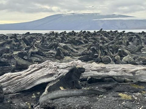 Iguanas Congregation Stock Photos