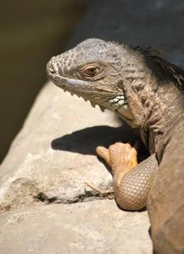 Iguana's eye Stock Photos