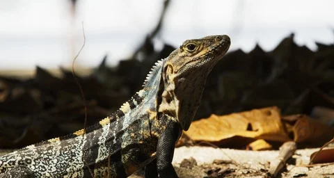 Iguana's Face Close Up 4K Stock Footage 124103477