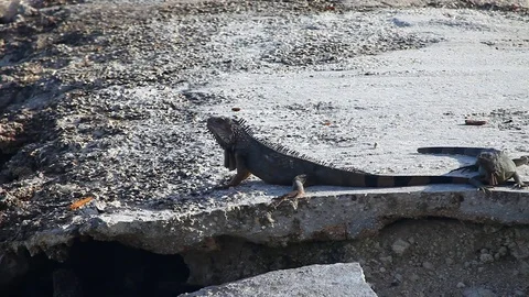 Iguanas in Florida. Stock Footage 79681301