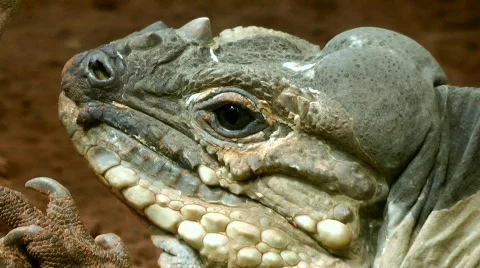 Iguanas Stock Footage 797153