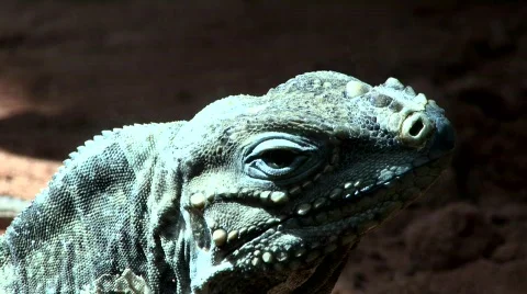 Iguanas Stock Footage 797162