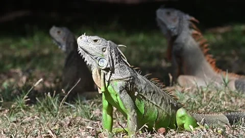 Iguanas Видео 266963423