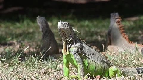 Iguanas Video stock 266963442
